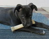 Solo - ADOPTED 01.18.14