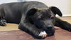 Solo - ADOPTED 01.18.14