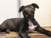 Solo - ADOPTED 01.18.14