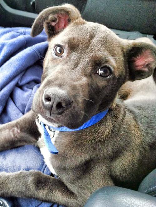 Solo - ADOPTED 01.18.14