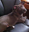 Solo - ADOPTED 01.18.14