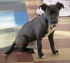 Solo - ADOPTED 01.18.14