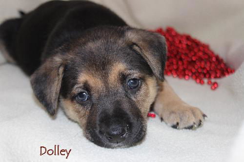 Oj Litter Dolley - ADOPTED 01.02.14