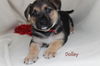 Oj Litter Dolley - ADOPTED 01.02.14