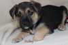 Oj Litter Dolley - ADOPTED 01.02.14