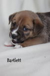 Oj Litter Bartlett - ADOPTED 01.04.14