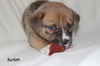 Oj Litter Bartlett - ADOPTED 01.04.14