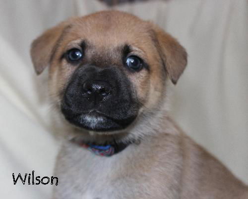 Oj Litter Wilson - ADOPTED 01.01.14