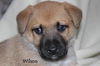 Oj Litter Wilson - ADOPTED 01.01.14