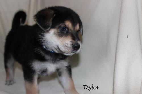 Oj Litter Taylor - ADOPTED 01.02.14