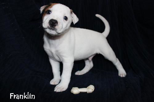 Oj Litter Franklin - ADOPTED 01.09.14