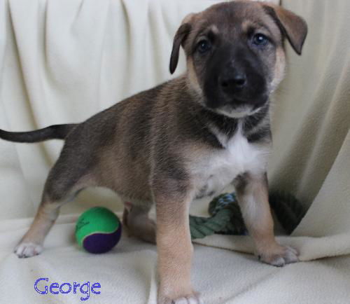 Oj Litter George - ADOPTED 01.04.14