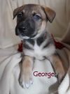 Oj Litter George - ADOPTED 01.04.14