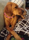 Maya-ADOPTED 12.29.13