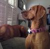 Maya-ADOPTED 12.29.13