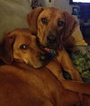 Maya-ADOPTED 12.29.13