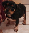 Rj Litter Priceless - ADOPTED 02.07.14
