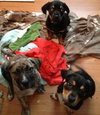 Rj Litter Priceless - ADOPTED 02.07.14