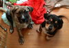 Rj Litter Priceless - ADOPTED 02.07.14