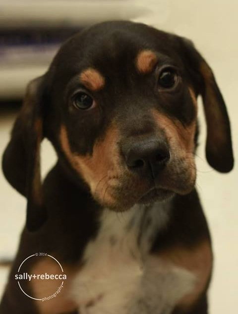 Rj Litter Priceless - ADOPTED 02.07.14