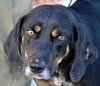 Rj Litter Blessing - ADOPTED 01.14.14