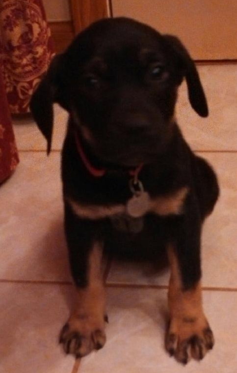 Rj Litter Blessing - ADOPTED 01.14.14