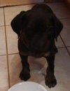 Rj Litter Treasure - ADOPTED 01.14.14