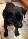 Rj Litter Treasure - ADOPTED 01.14.14