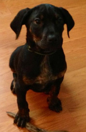Rj Litter Treasure - ADOPTED 01.14.14