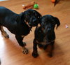 Rj Litter Treasure - ADOPTED 01.14.14