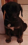Rj Litter Spirit - ADOPTED 02.10.14