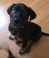 Rj Litter Spirit - ADOPTED 02.10.14