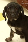 Rj Litter Spirit - ADOPTED 02.10.14