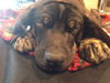 Rj Litter Spirit - ADOPTED 02.10.14