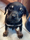 Rj Litter Cherish - ADOPTED 02.05.14