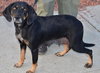Rj Litter Cherish - ADOPTED 02.05.14