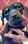 Rj Litter Cherish - ADOPTED 02.05.14