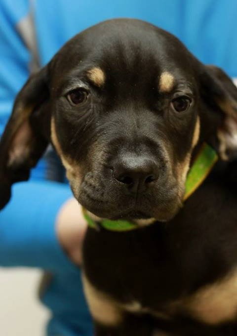 Rj Litter Cherish - ADOPTED 02.05.14