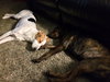 Frack - ADOPTED 04.04.14