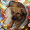 Sj Litter Mateo (HP) - ADOPTED 08.28.16