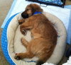 Sj Litter Mateo (HP) - ADOPTED 08.28.16