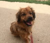 Sj Litter Mateo (HP) - ADOPTED 08.28.16