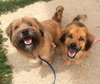 Sj Litter Mateo (HP) - ADOPTED 08.28.16