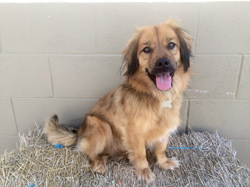 Sj Litter Mateo (HP) - ADOPTED 08.28.16