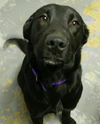 Katie Koo-ADOPTED 01.12.14
