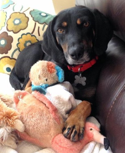 Rj Litter Jewels (Mom) - ADOPTED 01.11.14