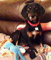 Rj Litter Jewels (Mom) - ADOPTED 01.11.14