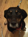 Rj Litter Jewels (Mom) - ADOPTED 01.11.14