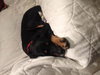 Rj Litter Jewels (Mom) - ADOPTED 01.11.14