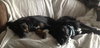 Rj Litter Jewels (Mom) - ADOPTED 01.11.14